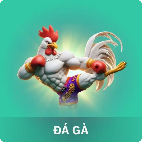 K88 Đá gà